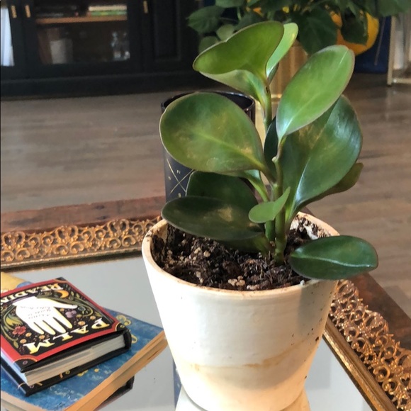 Meet your Posher, Danee - Picture 1 of 1